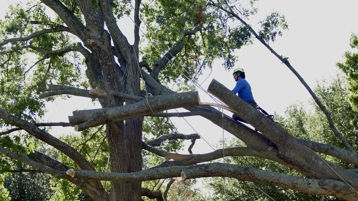 Professional Hazardous Tree Removal performed by certified arborists in Deerfield