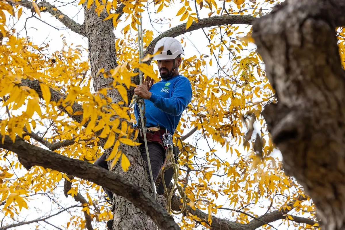Skilled Tree Transplanting crew working in Deerfield